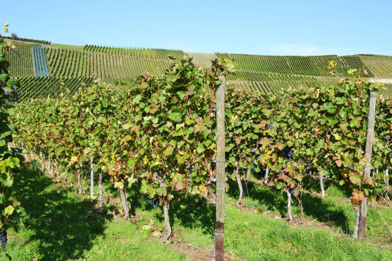 Weingut Mathy-Schanz Osann-Monzel Exteriör bild